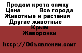 Продам крота самку › Цена ­ 200 - Все города Животные и растения » Другие животные   . Крым,Жаворонки